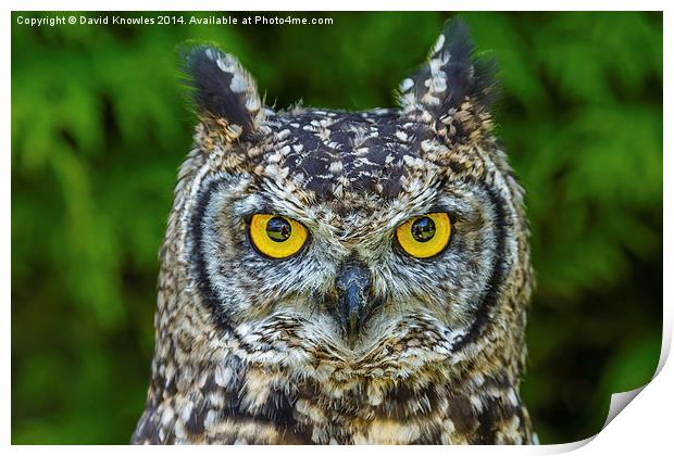 African Spotted Eagle Owl Print by David Knowles