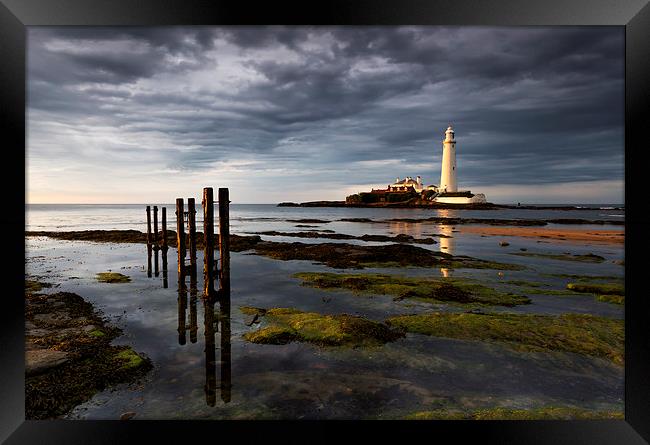 St Marys lighthouse in evening light Framed Print by Richard Armstrong