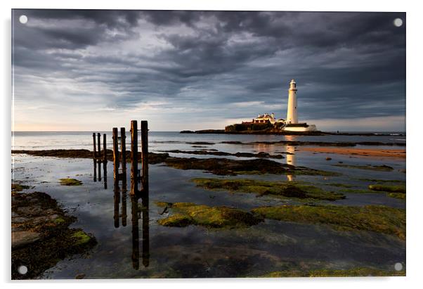 St Marys lighthouse in evening light Acrylic by Richard Armstrong