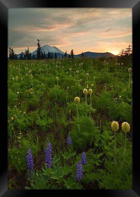 Rainier Wildflower Light Framed Print by Mike Dawson