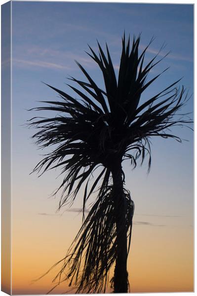 palm tree in the sky Canvas Print by michael swords