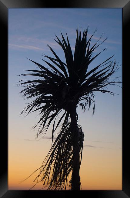palm tree in the sky Framed Print by michael swords