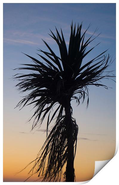 palm tree in the sky Print by michael swords