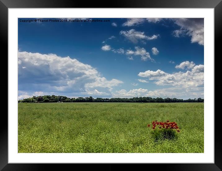 Poppys in a field Framed Mounted Print by Thanet Photos