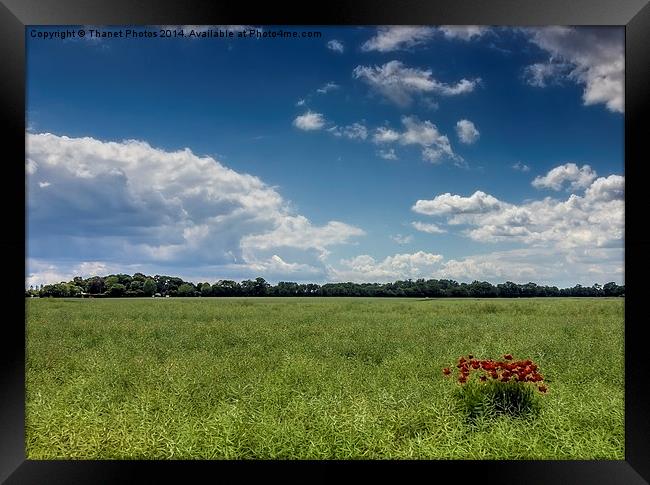 Poppys in a field Framed Print by Thanet Photos