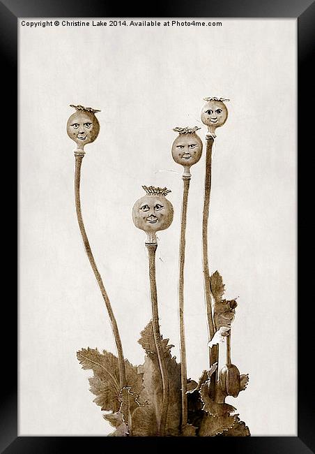 Poppy Heads Framed Print by Christine Lake