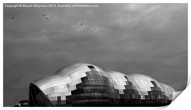 Seagulls over The Sage Print by Wayne Molyneux