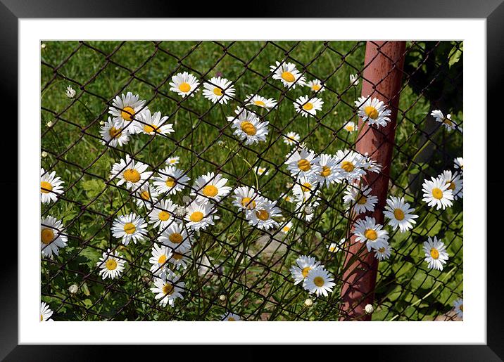 Daisy flower escape plan Framed Mounted Print by Adrian Bud