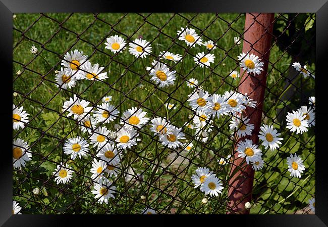 Daisy flower escape plan Framed Print by Adrian Bud