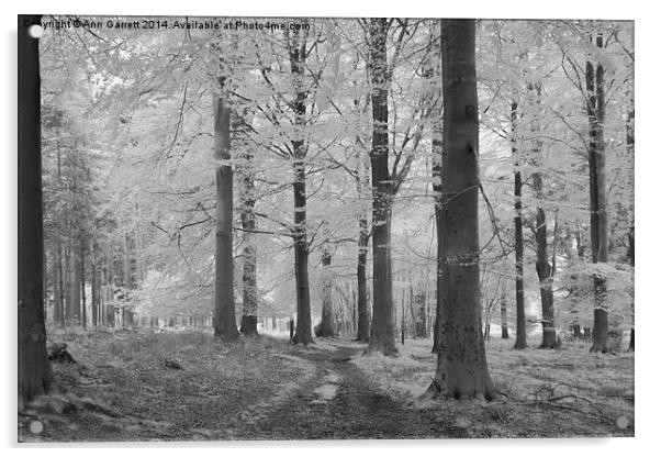 Infrared Beech Trees Acrylic by Ann Garrett