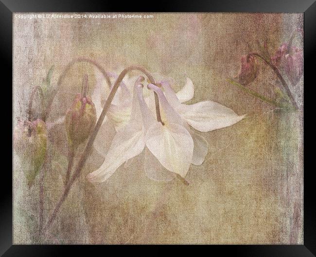 Gentle Dancer Framed Print by LIZ Alderdice