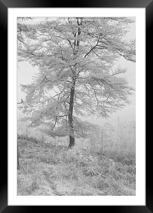 A Single Infrared Beech Tree Framed Mounted Print by Ann Garrett