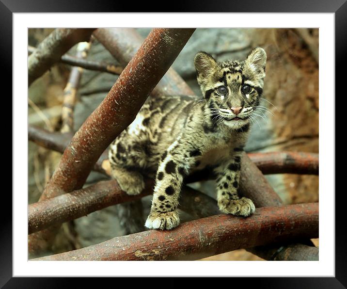 Clouded Leopard cub Framed Mounted Print by Selena Chambers