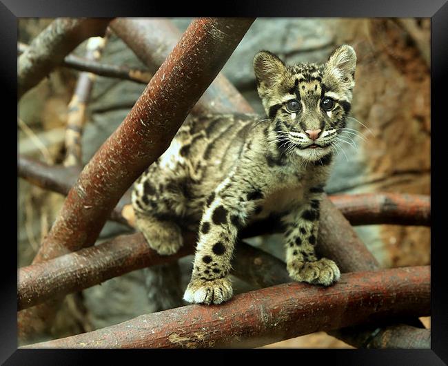 Clouded Leopard cub Framed Print by Selena Chambers