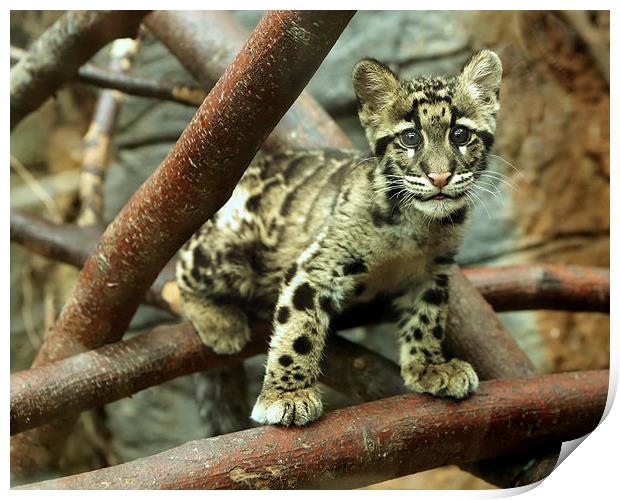 Clouded Leopard cub Print by Selena Chambers