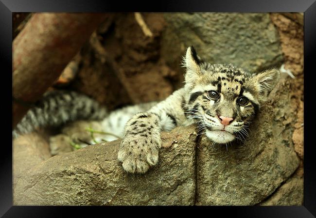 Clouded Leopard cub Framed Print by Selena Chambers