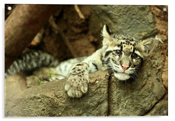 Clouded Leopard cub Acrylic by Selena Chambers