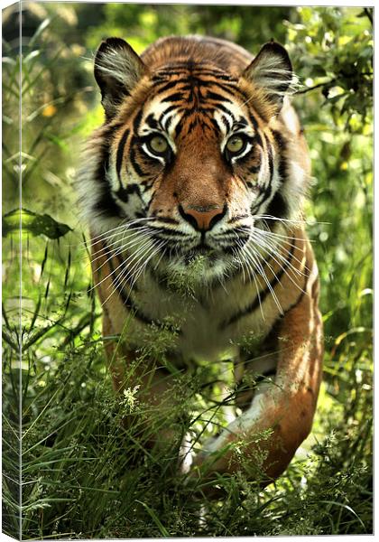 Sumatran tiger Canvas Print by Selena Chambers