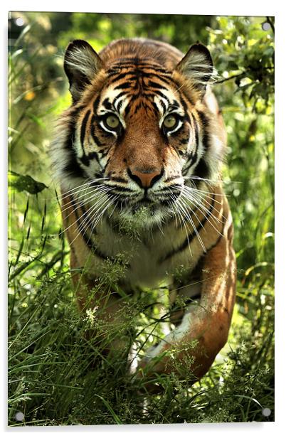 Sumatran tiger Acrylic by Selena Chambers