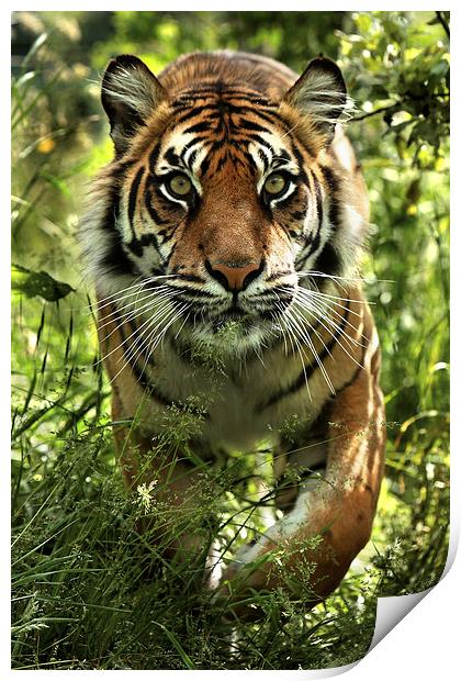 Sumatran tiger Print by Selena Chambers