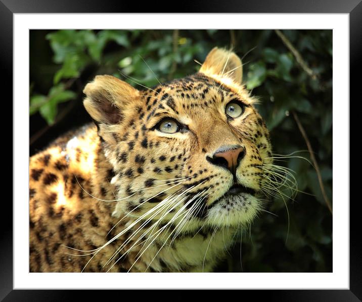 North Chinese Leopard Framed Mounted Print by Selena Chambers