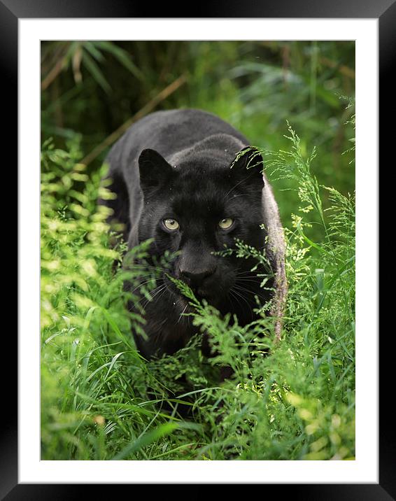 Black leopard Framed Mounted Print by Selena Chambers