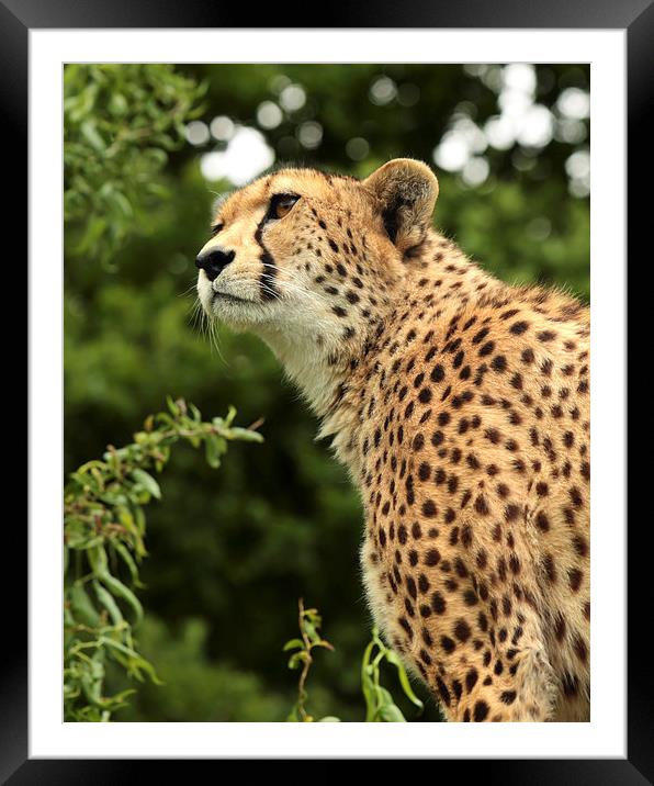 Cheetah Framed Mounted Print by Selena Chambers