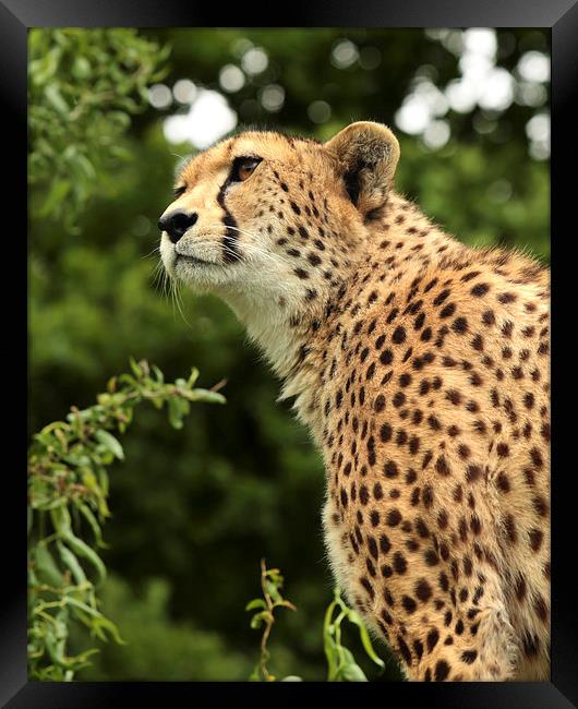 Cheetah Framed Print by Selena Chambers