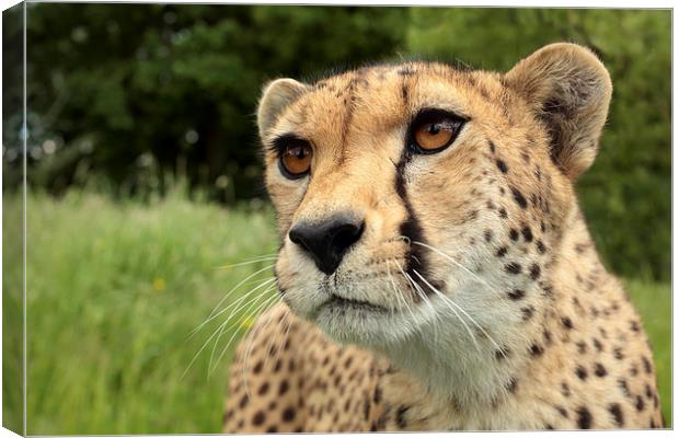 Cheetah Canvas Print by Selena Chambers