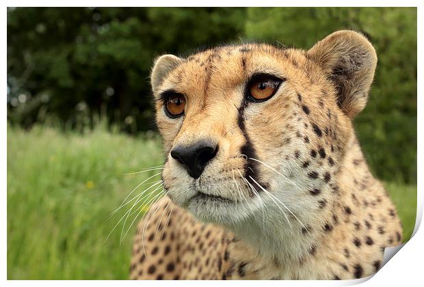 Cheetah Print by Selena Chambers