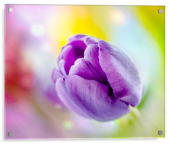 Tulip Acrylic by Libby Hall