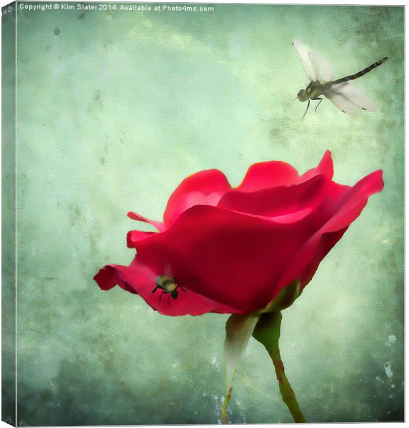 The Rose and the Drangonfly Canvas Print by Kim Slater