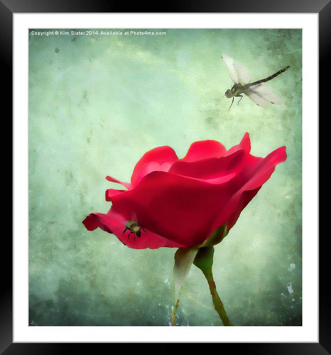 The Rose and the Drangonfly Framed Mounted Print by Kim Slater
