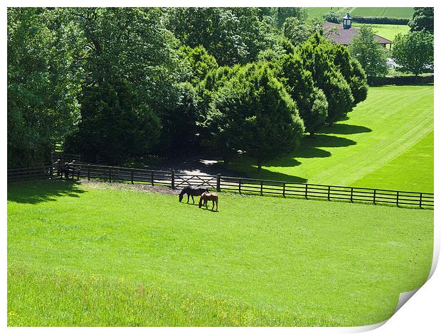 Horses grazing in Yorkshire Print by Robert Gipson