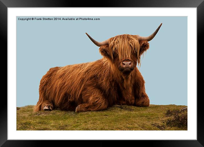 Highland Cow Framed Mounted Print by Frank Stretton