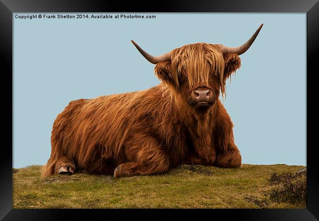 Highland Cow Framed Print by Frank Stretton
