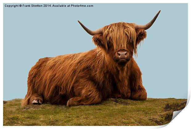Highland Cow Print by Frank Stretton