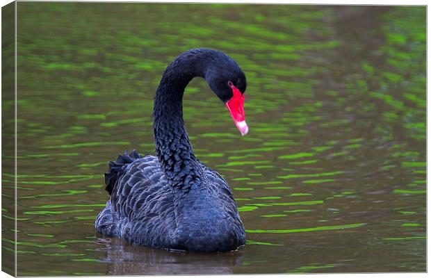 Black Swan (Cygnus atratus) Canvas Print by Ram Vasudev