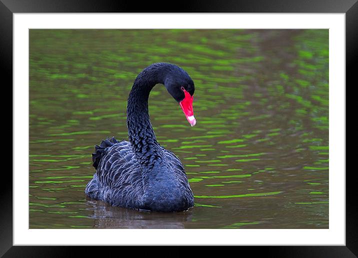 Black Swan (Cygnus atratus) Framed Mounted Print by Ram Vasudev