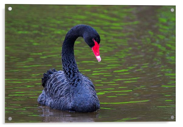 Black Swan (Cygnus atratus) Acrylic by Ram Vasudev