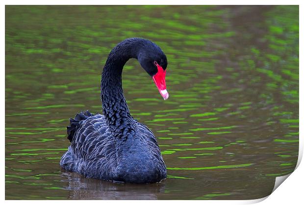 Black Swan (Cygnus atratus) Print by Ram Vasudev