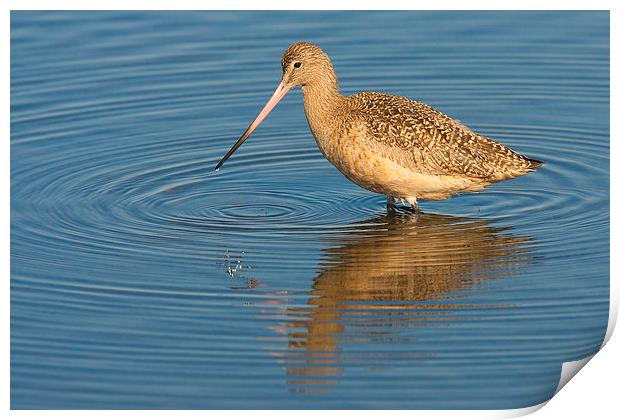 Marbled Godwit Print by Ram Vasudev