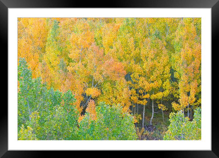 Colorful Aspen Forest Framed Mounted Print by Ram Vasudev