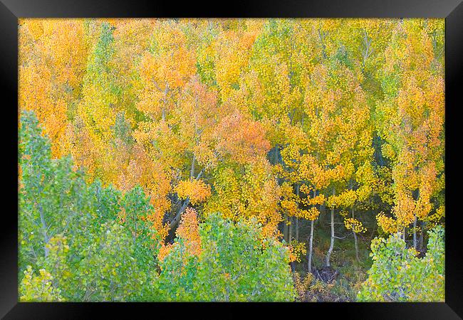 Colorful Aspen Forest Framed Print by Ram Vasudev