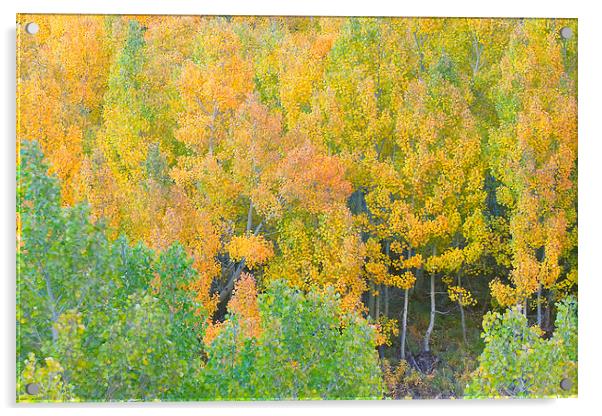 Colorful Aspen Forest Acrylic by Ram Vasudev
