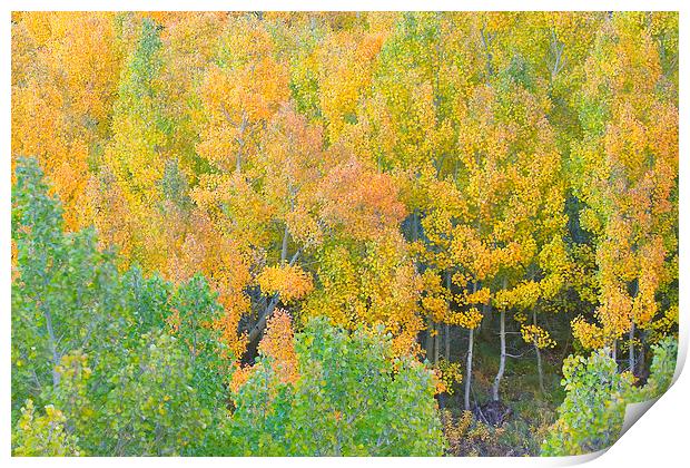 Colorful Aspen Forest Print by Ram Vasudev