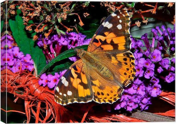 Painted Lady Canvas Print by Mark  F Banks