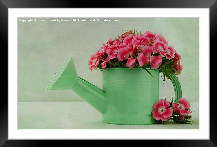 Pretty pink Sweet Williams Framed Mounted Print by Fine art by Rina