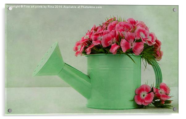 Pretty pink Sweet Williams Acrylic by Fine art by Rina