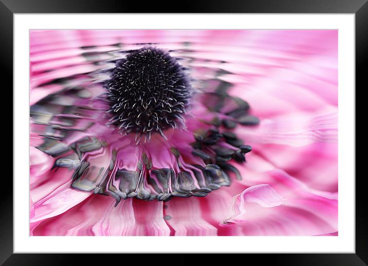 Water flower    2144_70767 Framed Mounted Print by julie williams
